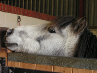 Pony over the stable door